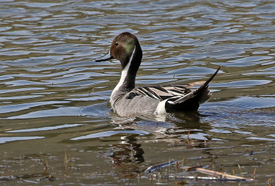 Northern Pintail 2018-05-06