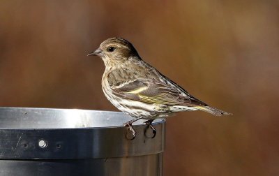 Pine Siskin 2018-05-06