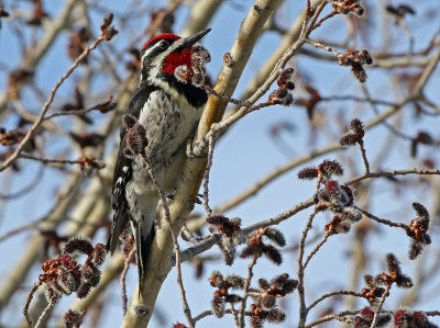 Red-naped Sapsucker 2018-05-06