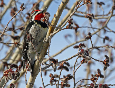 Red-naped Sapsucker 2018-05-06