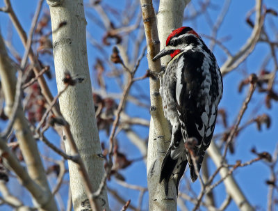 Red-naped Sapsucker 2018-05-06