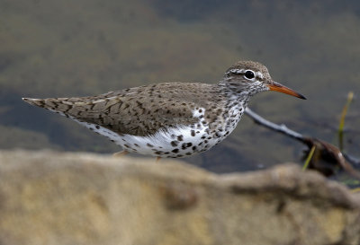 Spotted Sandpiper 2018-05-06