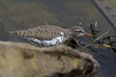 Spotted Sandpiper 2018-05-06