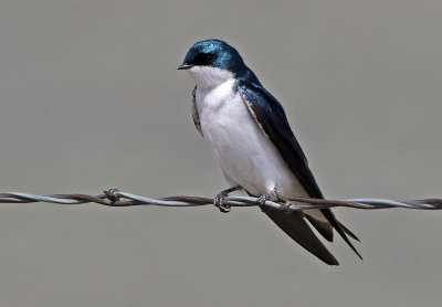 Tree Swallow 2018-05-06