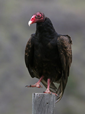 Turkey Vulture 2018-05-06