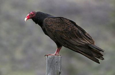 Turkey Vulture 2018-05-06