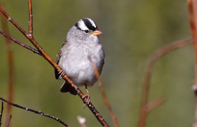 White-crowned Sparrow 2018-05-06