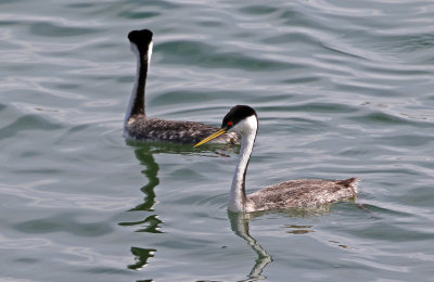 Western Grebe 2018-05-06