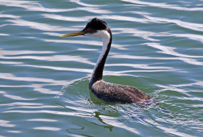 Western Grebe 2018-05-06