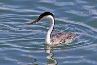Western Grebe 2018-05-06