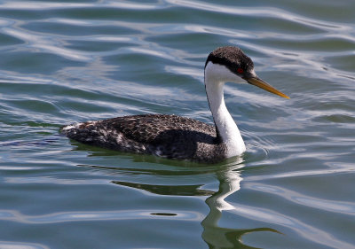 Western Grebe 2018-05-06