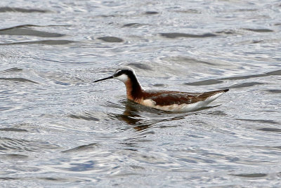 Wilson's Phalarope 2018-05-06