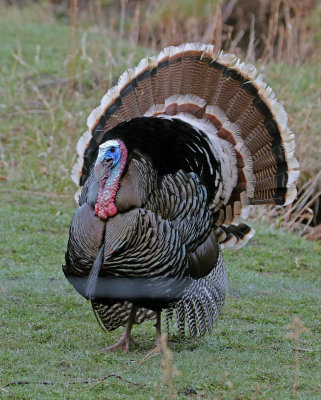 Wild Turkey 2018-05-06