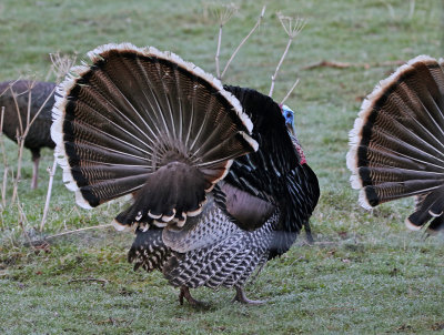 Wild Turkey 2018-05-06