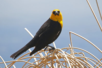 Yellow-headed Blackbird 2018-05-06