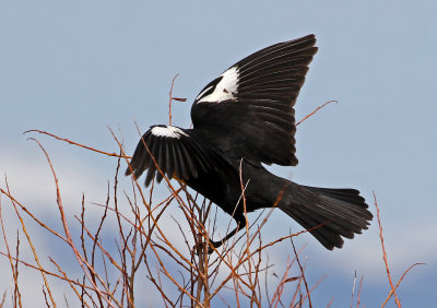 Yellow-headed Blackbird 2018-05-06