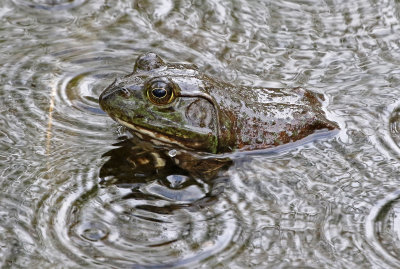 2018 Herp Photos