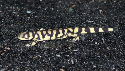 Barred Tiger Salamander 2018-05-02