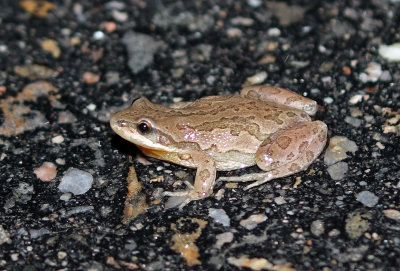 Boreal Chorus Frog 2018-05-02