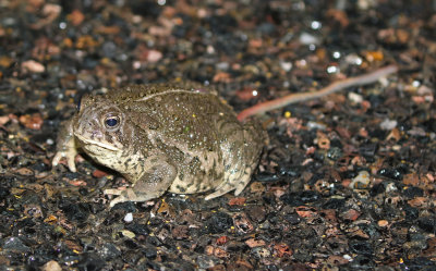 Woodhouse's Toad 2018-05-02