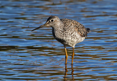 Lesser Yellowlegs 2018-05-08