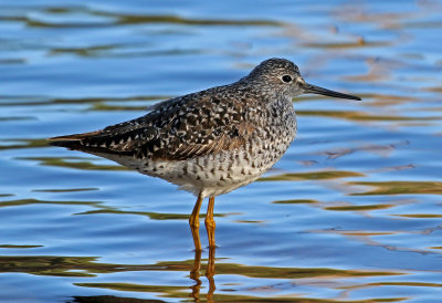Lesser Yellowlegs 2018-05-08