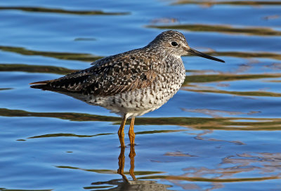 Lesser Yellowlegs 2018-05-08