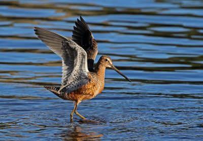 Short-billed Dowitcher 2018-05-08