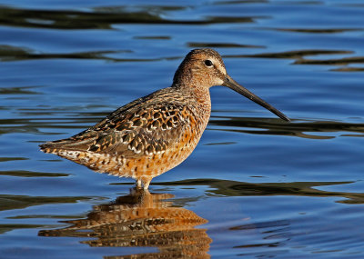 Short-billed Dowitcher 2018-05-08