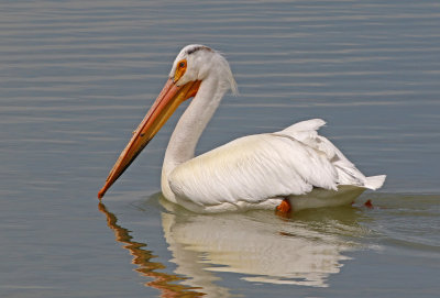 American White Pelican 2018-05-09