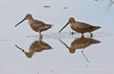 Long-billed Dowitcher 2018-05-09