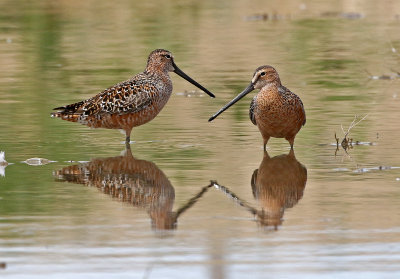 Long-billed Dowitcher 2018-05-09