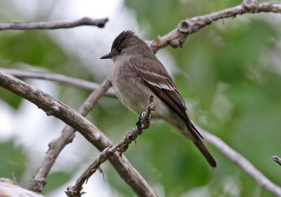 Western Wood-Pewee 2018-05-13