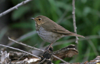 Swainson's Thrush 2018-05-18