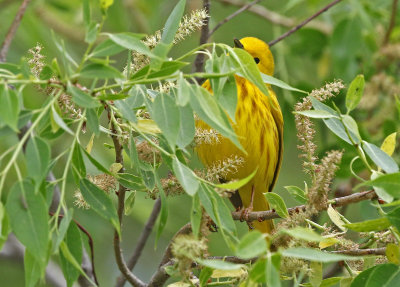Yellow Warbler 2018-05-18