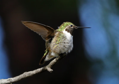 Broad-tailed Hummingbird 2018-05-20