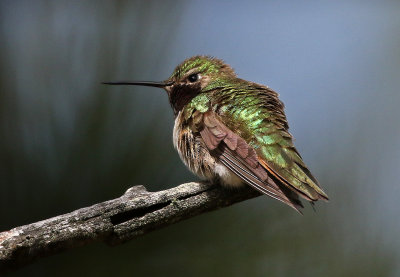 Broad-tailed Hummingbird 2018-05-20