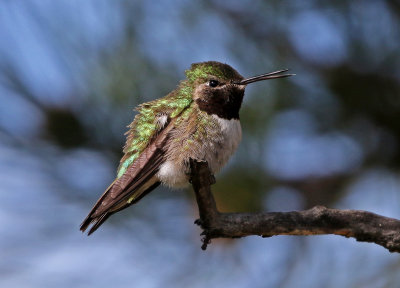 Broad-tailed Hummingbird 2018-05-20