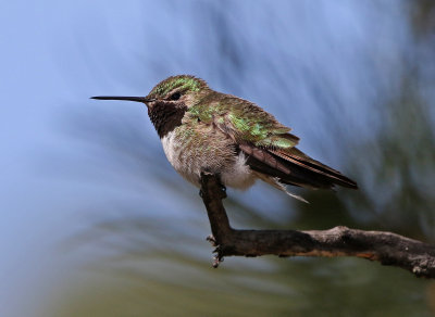 Broad-tailed Hummingbird 2018-05-20