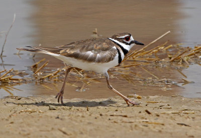 Killdeer 2018-05-22