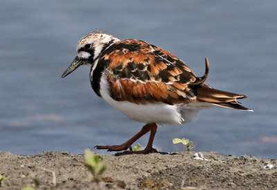 Ruddy Turnstone 2018-05-23