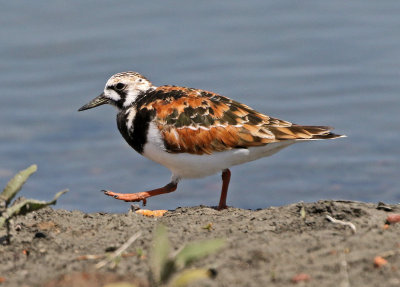 Ruddy Turnstone 2018-05-23