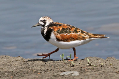 Ruddy Turnstone 2018-05-23