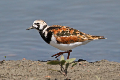 Ruddy Turnstone 2018-05-23