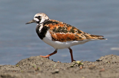 Ruddy Turnstone 2018-05-23