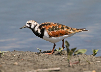 Ruddy Turnstone 2018-05-23