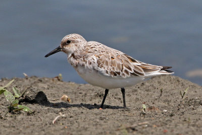 Sanderling 2018-05-23