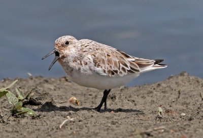 Sanderling 2018-05-23