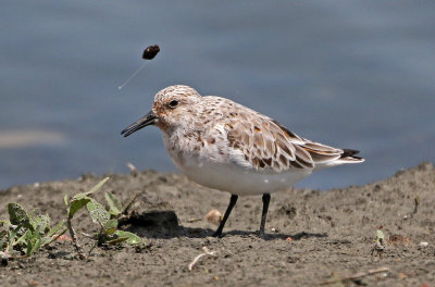 Sanderling 2018-05-23