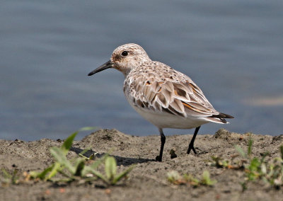 Sanderling 2018-05-23